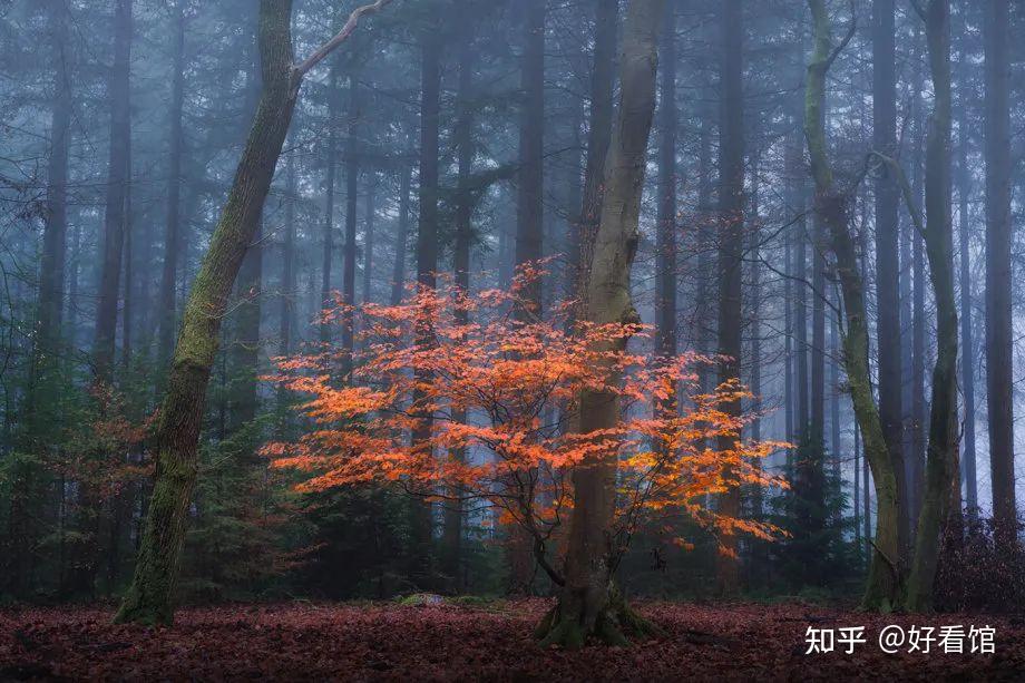 森林壁纸|大自然绿色森林壁纸|森林风景壁纸|唯美图片