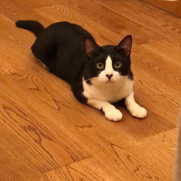 为什么奶牛猫有喵界神经病之称?