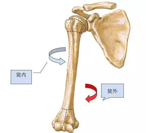 一样的方式,你可以左手摸着右胸,右手空手感受一下肩关节内旋时,右