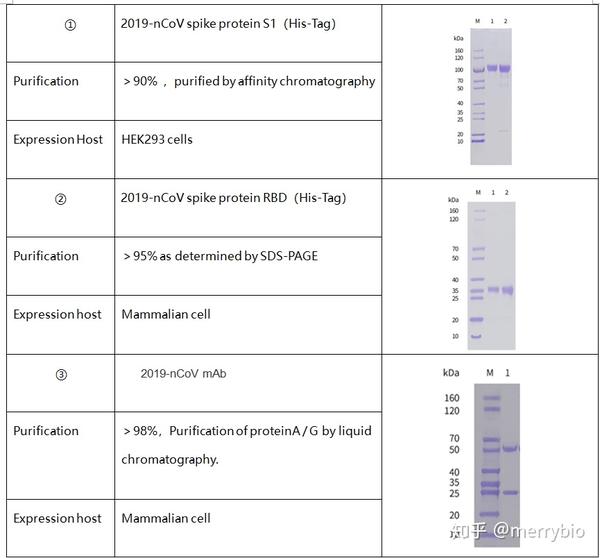 2019-ncov病毒结构解析