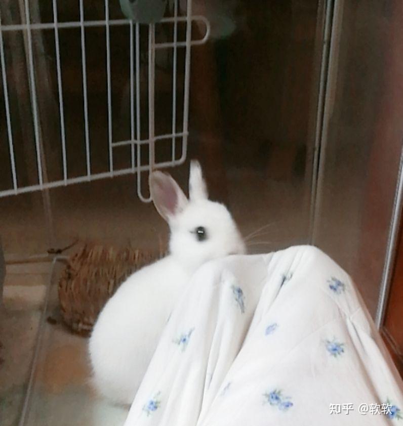 如果人类能和兔子交流你会对你养的小兔子说什么