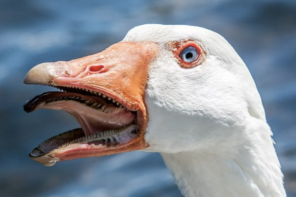 鸟类是没有牙齿的,这是它们的 齿状喙,以便进食的时候可以扯断树枝