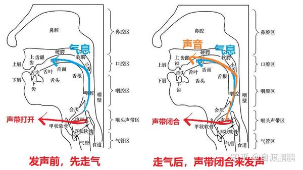 注意,声带闭合感受是始终如一的,只改变气息的输出强度.
