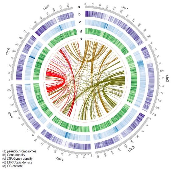 genomics和hi-c技术,获得了小花碱茅高质量的染色体水平的基因组序列