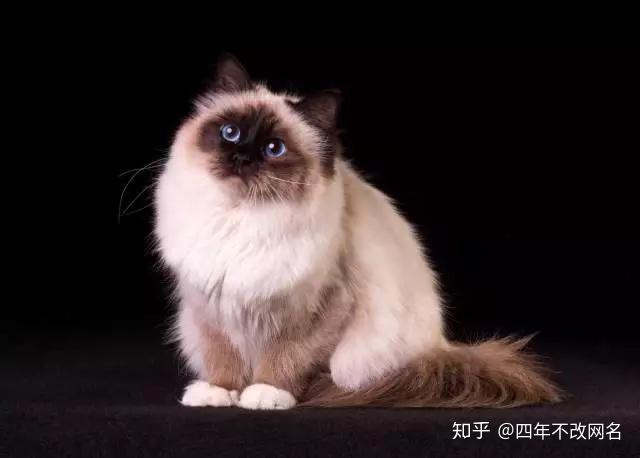 伯曼猫和布偶猫怎么区分这只是什么猫