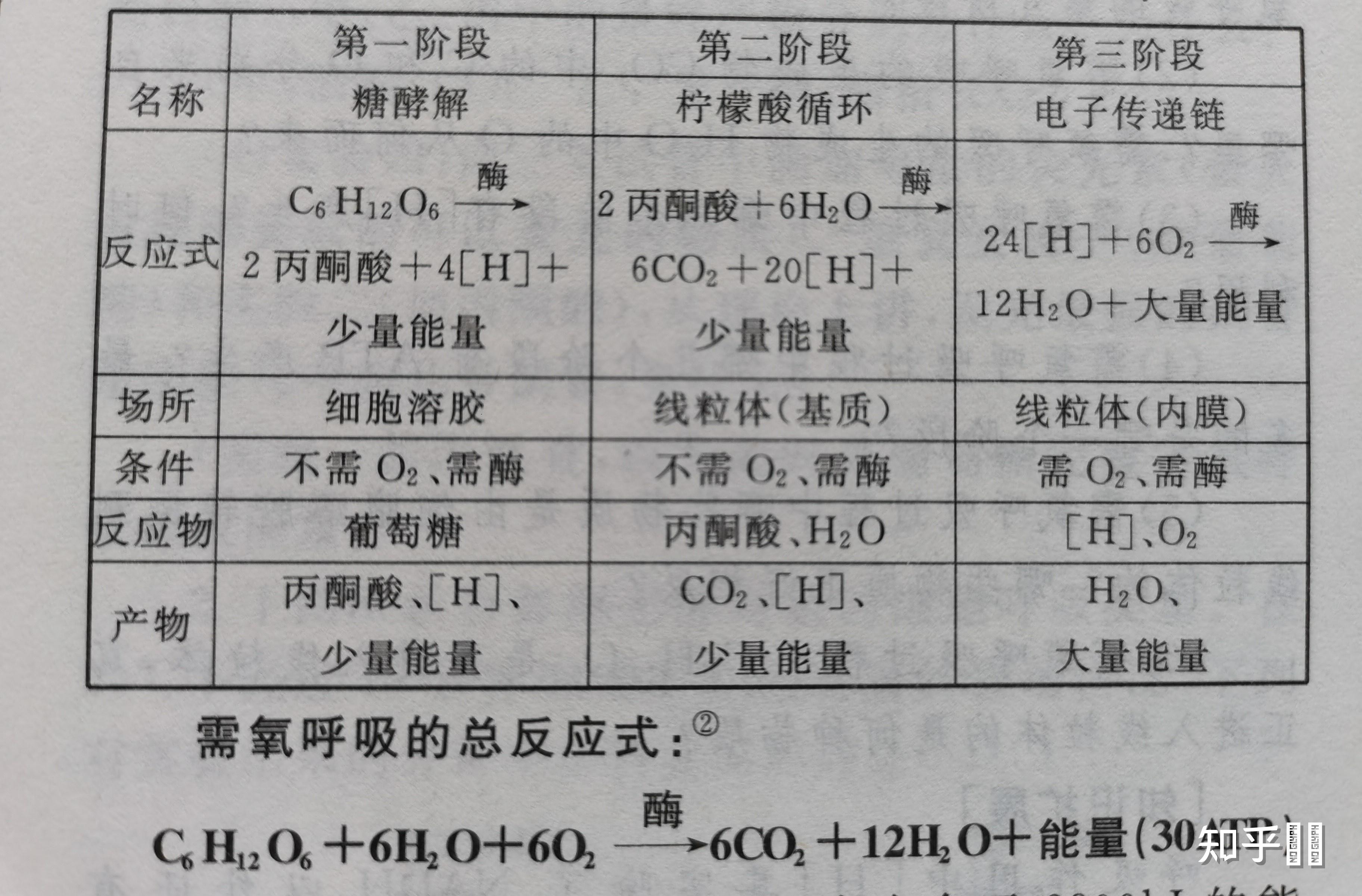 生物中什么叫做呼吸作用,什么叫做光合作用?