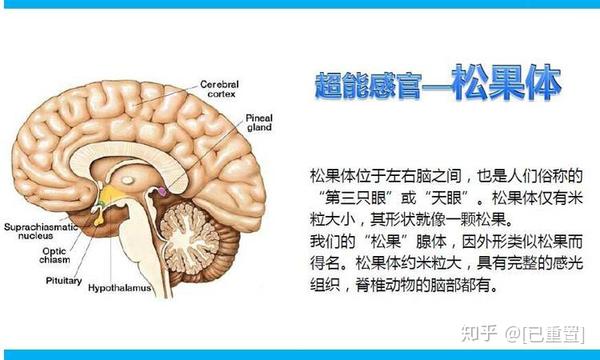 松果体与大脑开发之间的联系