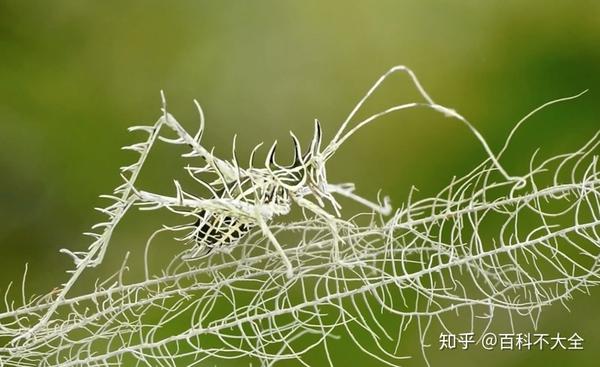 在螽斯的家族中,也是千奇百怪,比如 地衣螽斯,就有着极为奇幻的拟态.