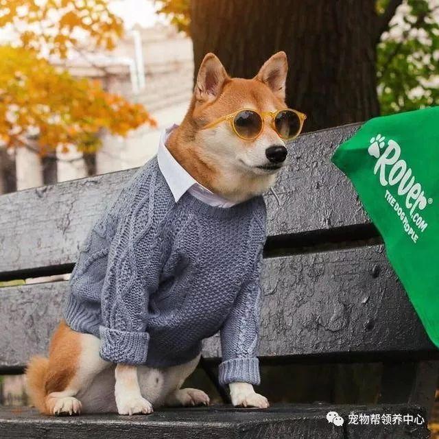 知乎大神有没有跟这个类似的柴犬穿衣服的头像 知乎