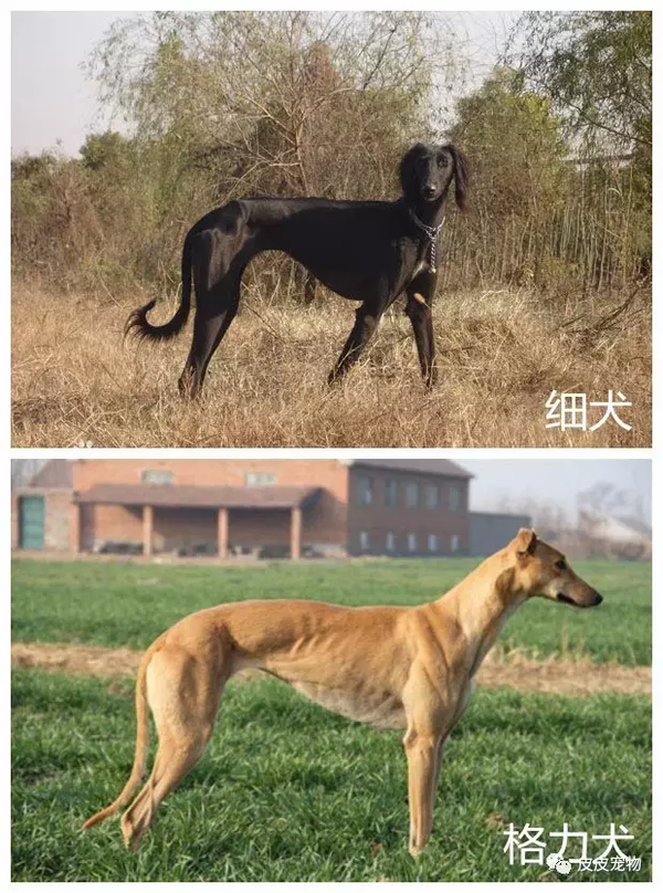 哮天犬是什么品种?致那些陪伴我们小时候的"小土狗".