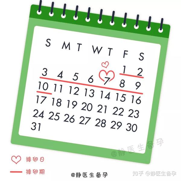 排卵期or排卵日,哪天更容易受孕?