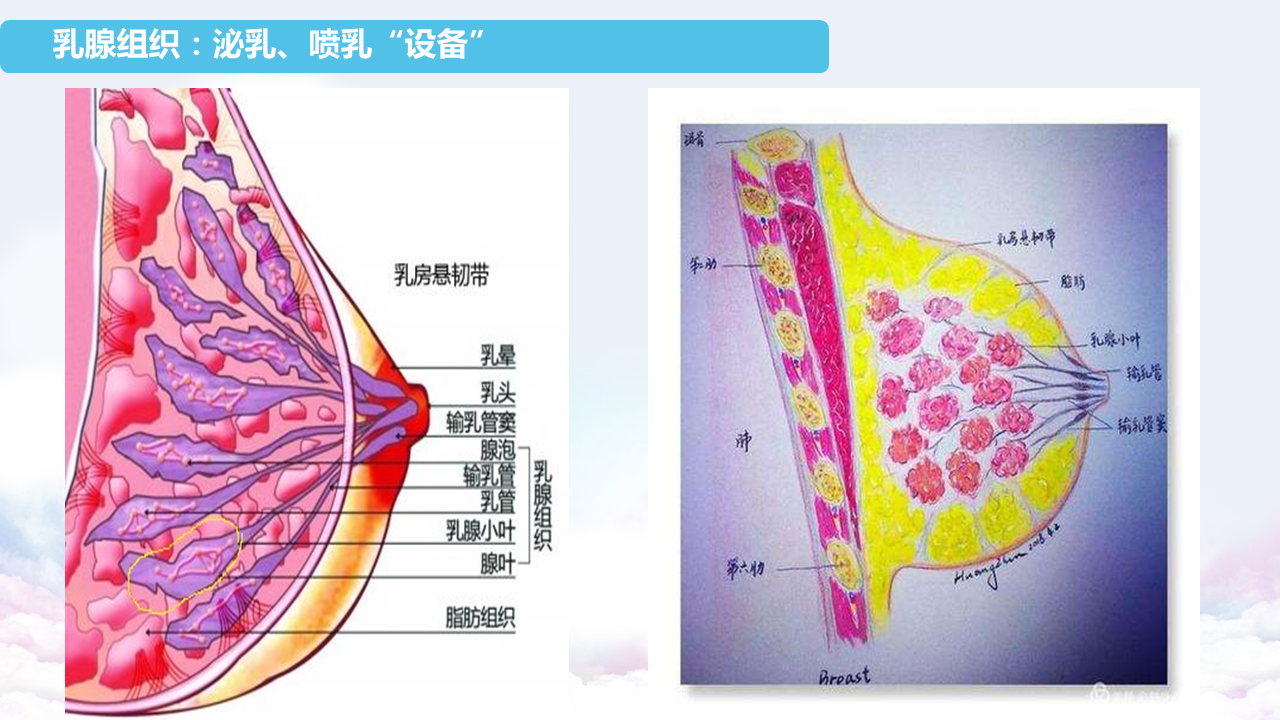 产奶必备之:乳腺组织!