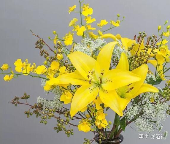 黄色百合(黄天霸)