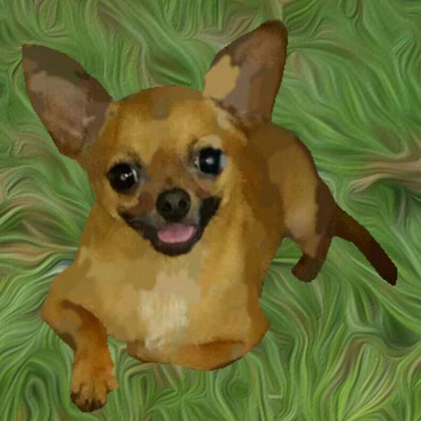 养小鹿犬或者吉娃娃是什么样的体验呢?