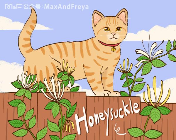 有哪些植物深受猫咪喜爱又有哪些植物对猫咪有害