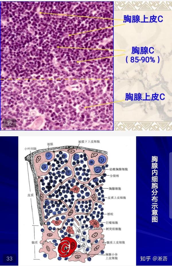 胸腺的组织学结构:胸腺表面覆有结缔组织被膜,被膜伸入实质内将胸腺