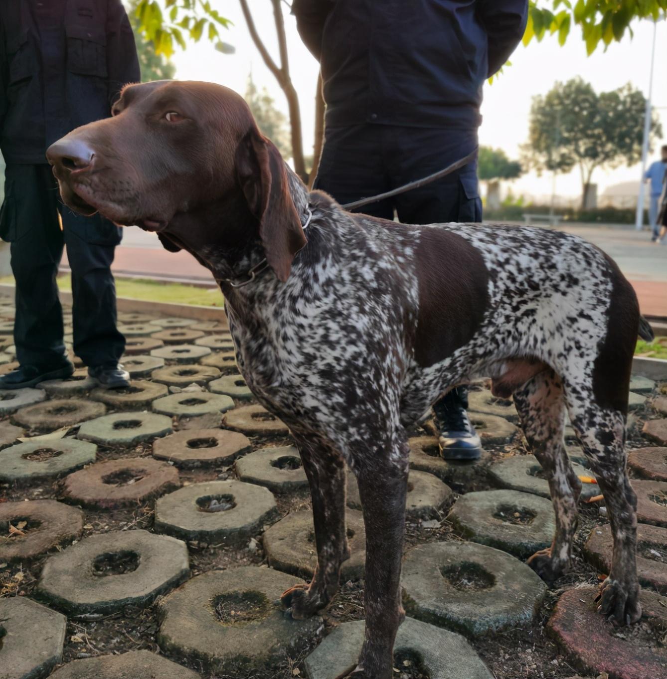 2,德国波音达犬