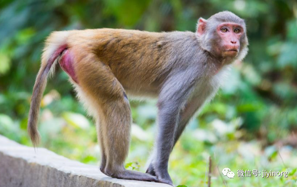 实验动物恒河猴与食蟹猴的外观差异与鉴别 知乎