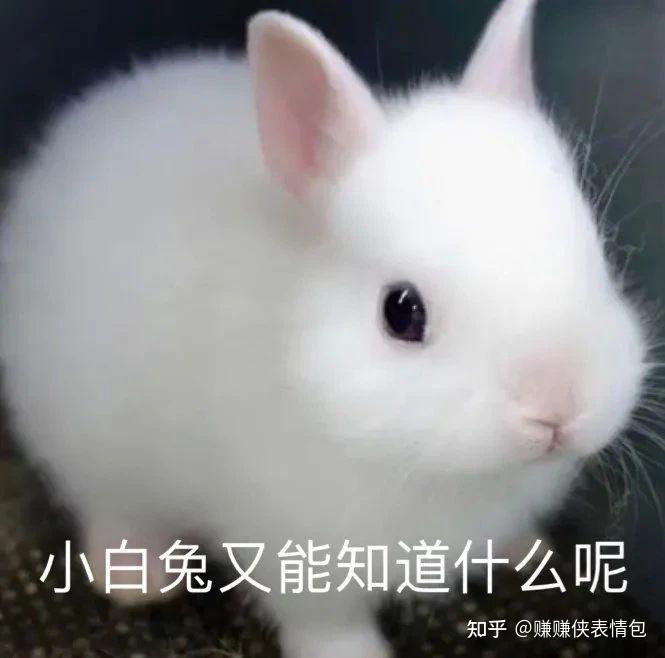 可爱表情包图片小白兔
