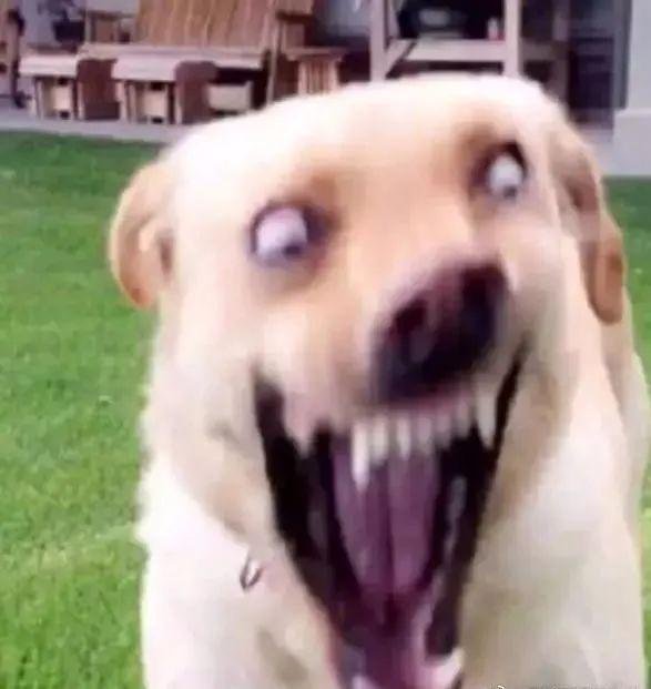 所以狗子们收获了一波