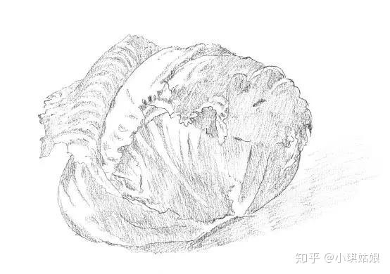 仔细描绘卷心菜的边缘.