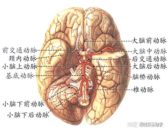 环绕视交叉,漏斗以及脚间窝的其他结构,从颈内动脉发出的大脑前动脉在