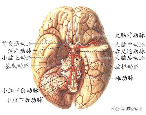 基底动脉环:又称willis环,是颅底最大的动脉吻合环,连合了颈内动脉和