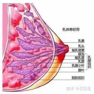 也有69%的妈妈表示,胸部比没怀孕之前变大,变松弛,并且出现下垂