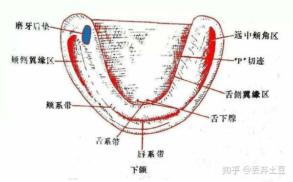 一,无牙颌的解剖标志