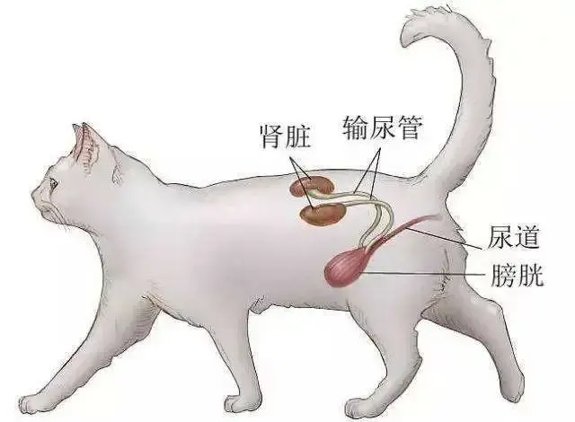 玫斯科普丨猫自发性膀胱炎猫尿闭有多可怕