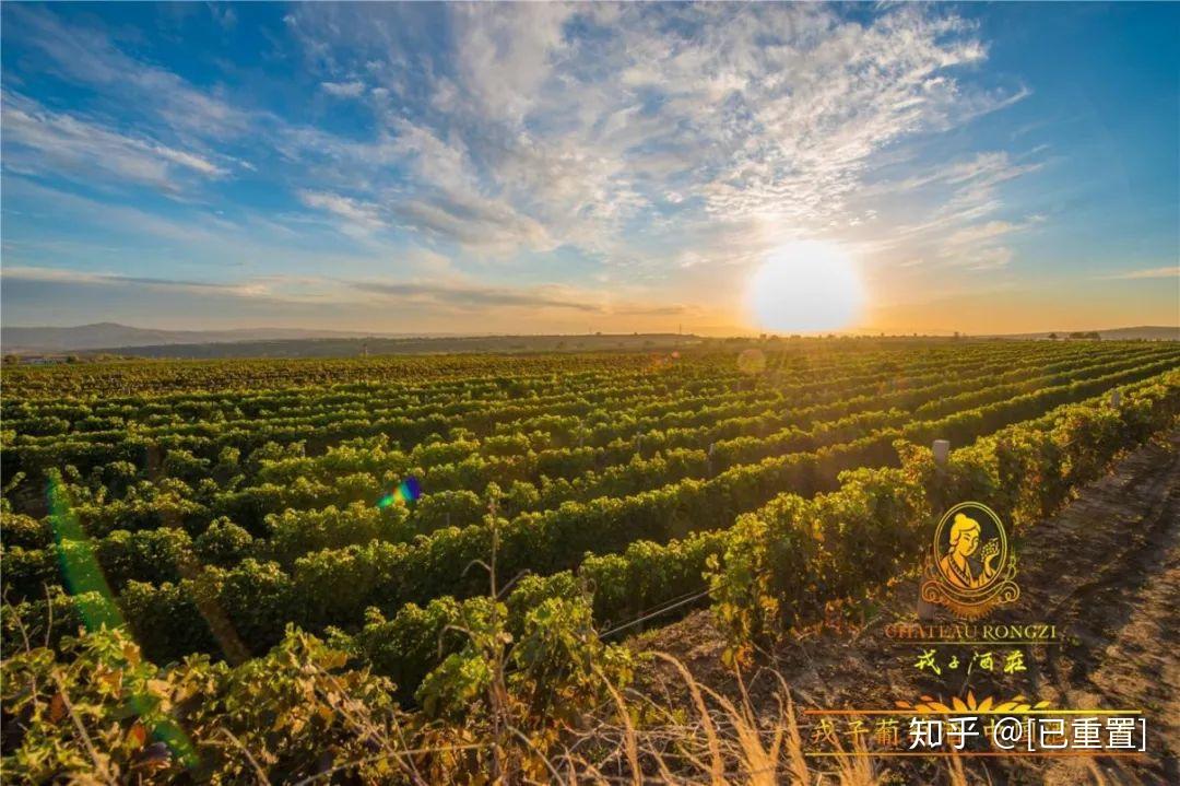 地处黄土高原东部的山西,是中国最早种植和酿造葡萄酒的地方之一,有"