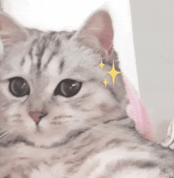 猫咪动态沙雕表情包