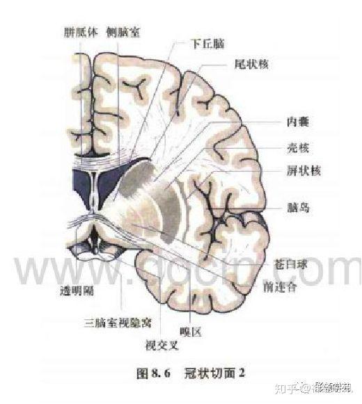 解剖影像脑实质ct断层解剖