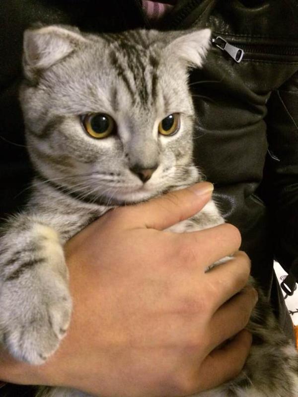 喜欢养猫的独身男人是怎样的人?