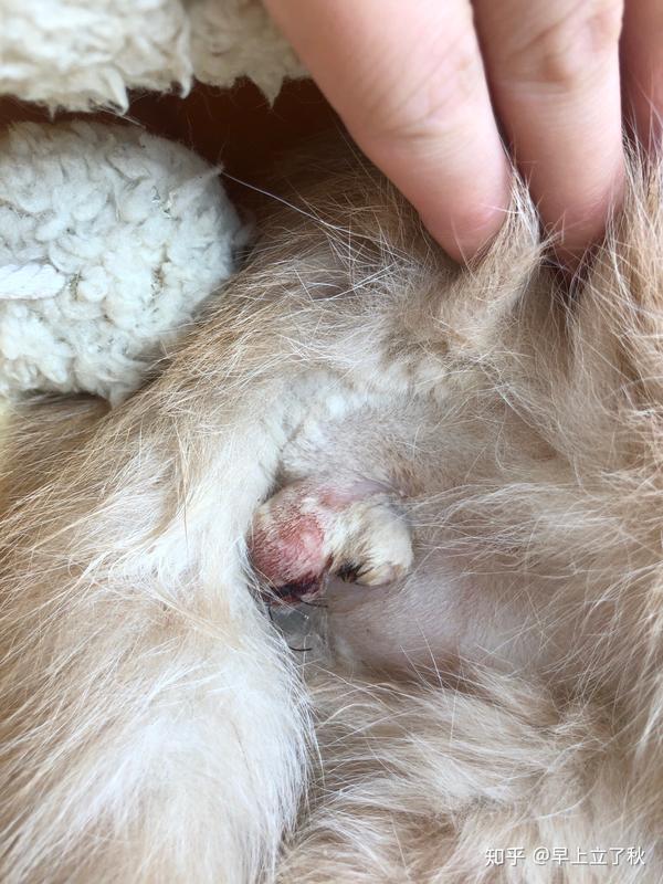 我家公猫绝育后蛋蛋肿了,请问这是发炎了么?