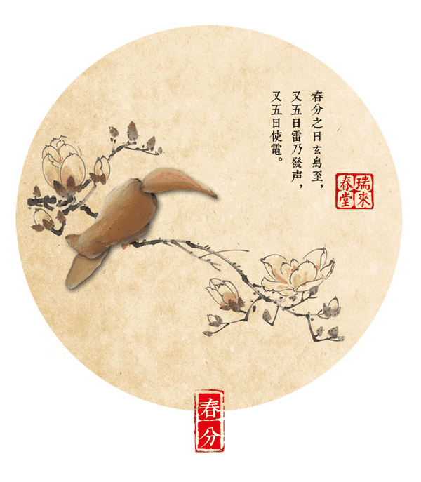 【gif】中药版二十四节气养生动态图:百合 春分