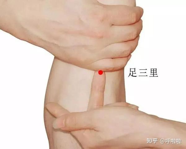 调理脾虚常用保健穴位 足三里 《针灸大成》载有"若要身体安,三里
