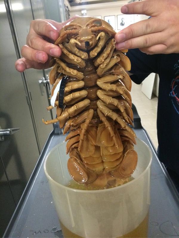 没错我也很怕gaint isopod (不知道中文名是啥)长这样