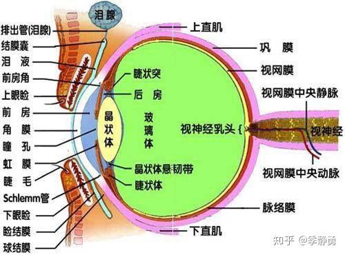 眼内压就是眼球内部的压力, 简称为眼压.