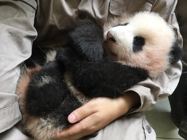 你有哪些珍藏的大熊猫小时候的照片或动图?