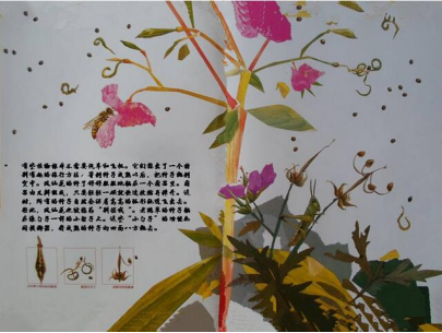 ting故事《一粒种子的旅行》神奇的大自然