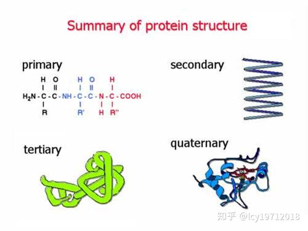 蛋白质的一级结构与高级结构