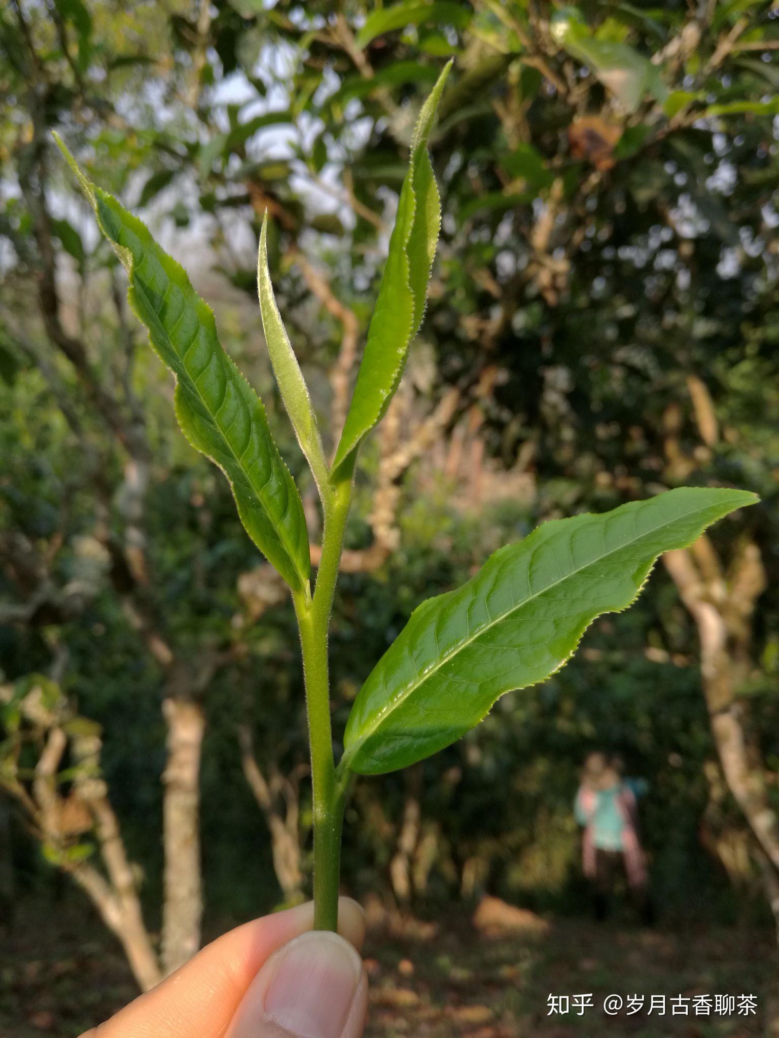 米,日照充足,雨量丰沛,气候温暖湿润,昼夜温差大,茶山区域植被繁茂