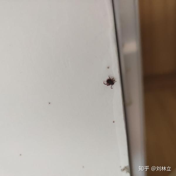 各位大佬  这个是什么虫   怎么杀啊  床腿上好多小虫子  墙上也有