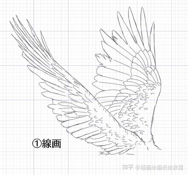 画翅膀真的简单教你如何画出好看的鸟类翅膀画法
