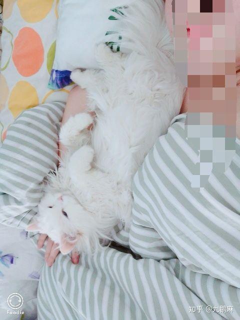 你们会让猫跟你睡一个被子里吗?