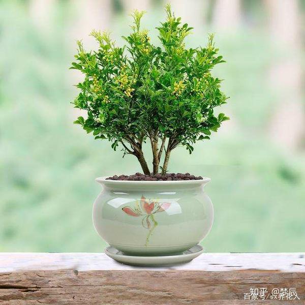 教你认识几种植物,净化空气,易养活