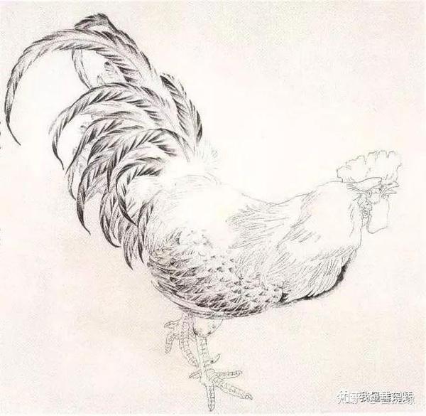 工笔画自学教程:鸡的工笔画法步骤图文详解!鸡的寓意