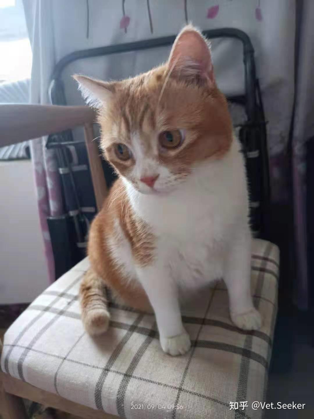 带小土猫去宠物医院很丢人吗?