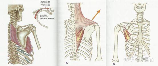 在这边我要特别提到一个点,dns中提出,肩胛骨的稳定性提出也由